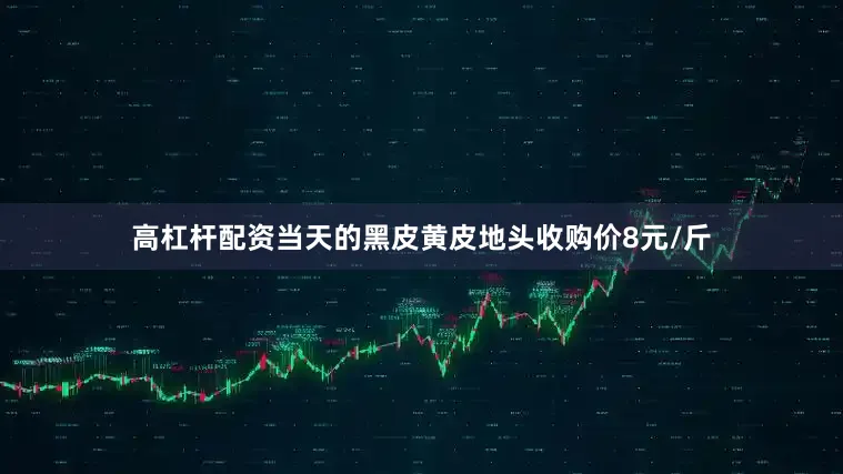 高杠杆配资当天的黑皮黄皮地头收购价8元/斤